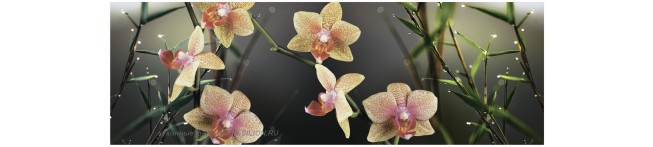Кухонный фартук Орхидея